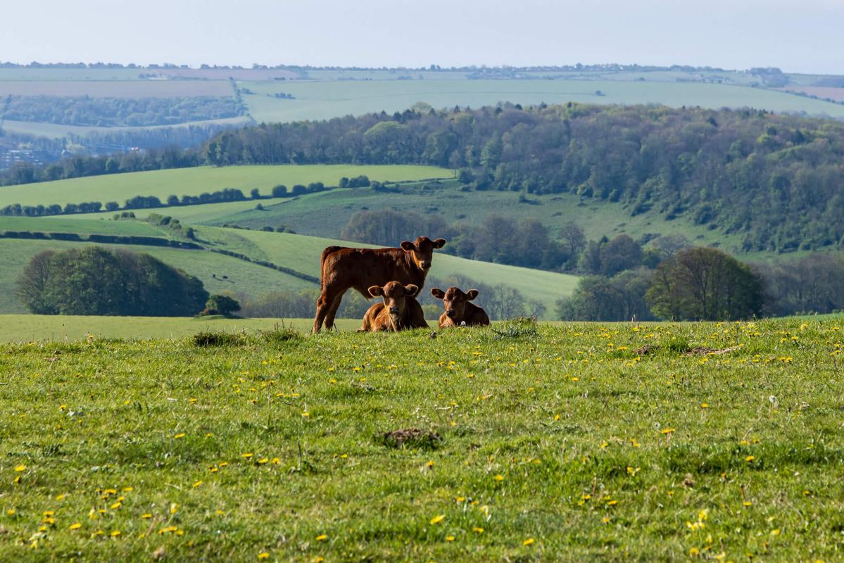 Essential guide to calving: Expert advice & trusted products