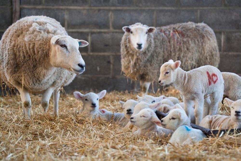Pre-Lambing Diet for Ewes