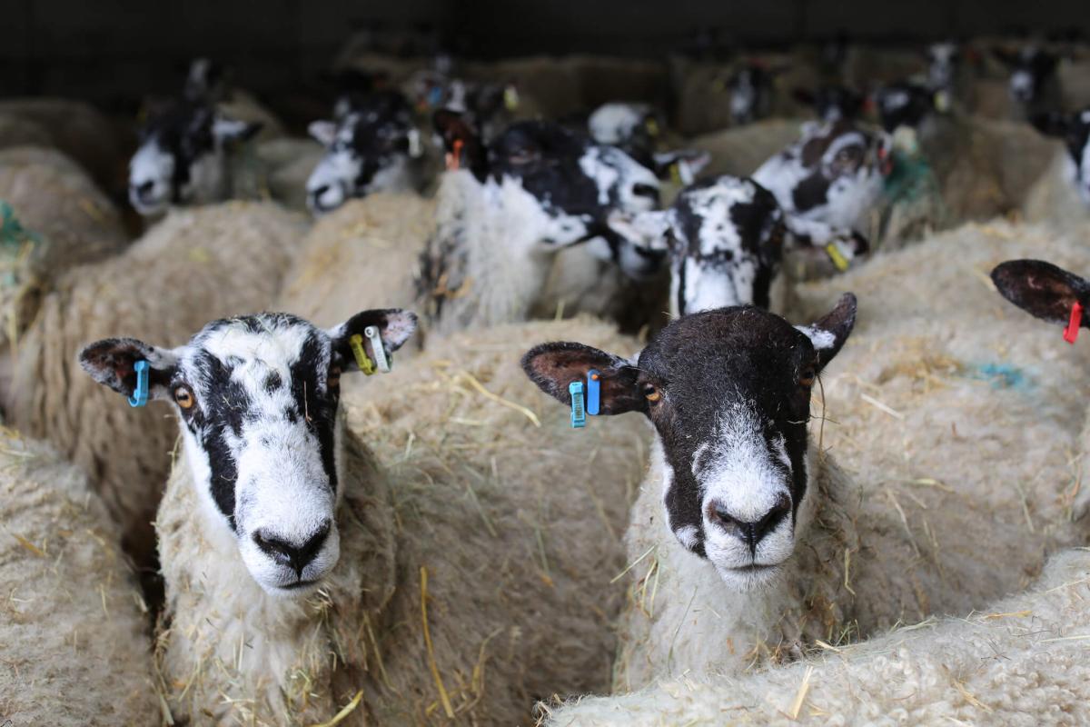 Why farmers choose North Country Mules for commercial success