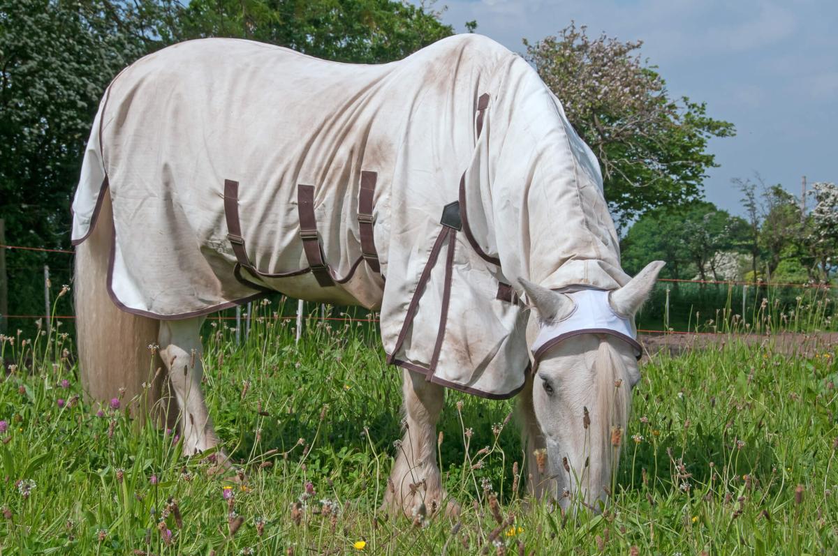 A sweet itch management plan for horses & owners