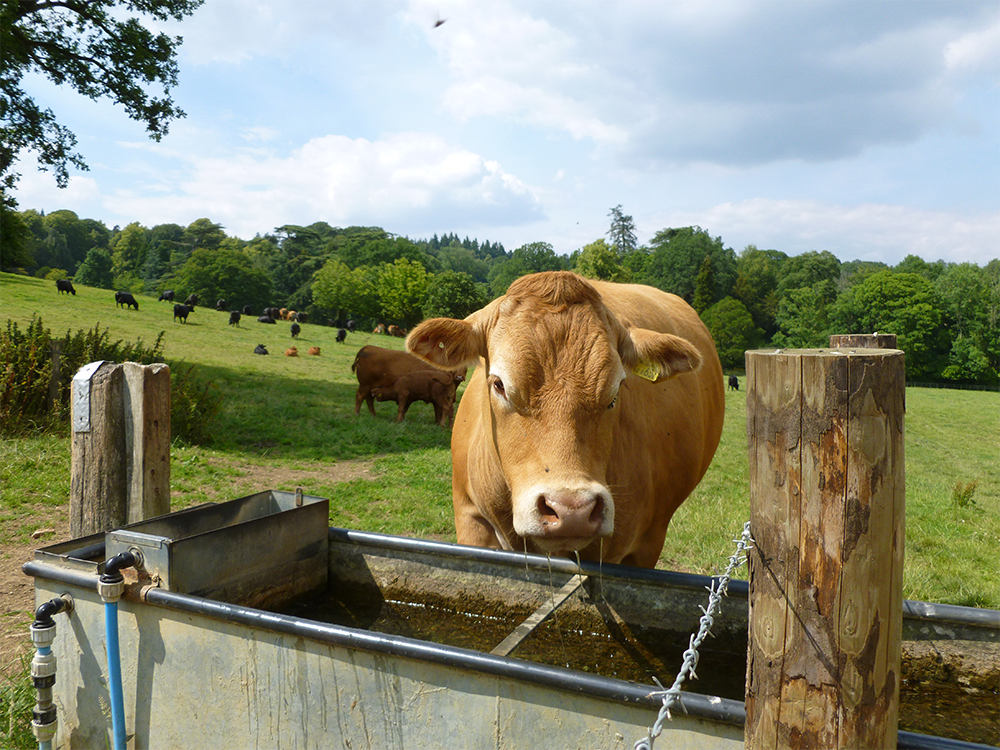 Choosing The Right Water Trough