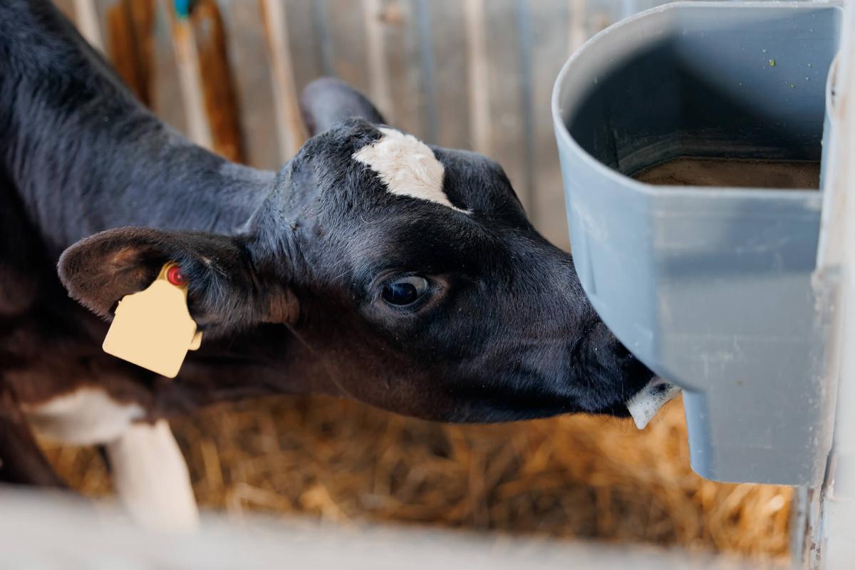 NeoMilk Calf Milk Replacers - Built for beginnings, designed for performance