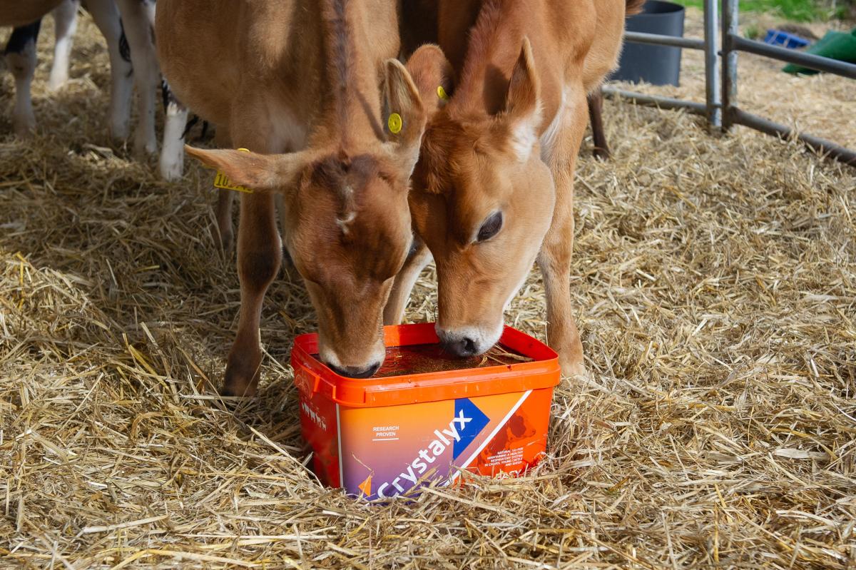 Crystalyx: How To Reduce Coughing and Respiratory Irritation In Calves