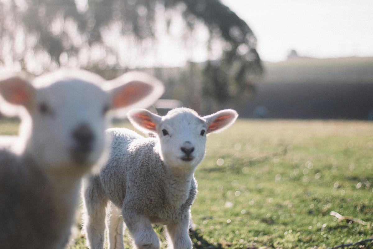 Surplus lambs can thrive on cold milk