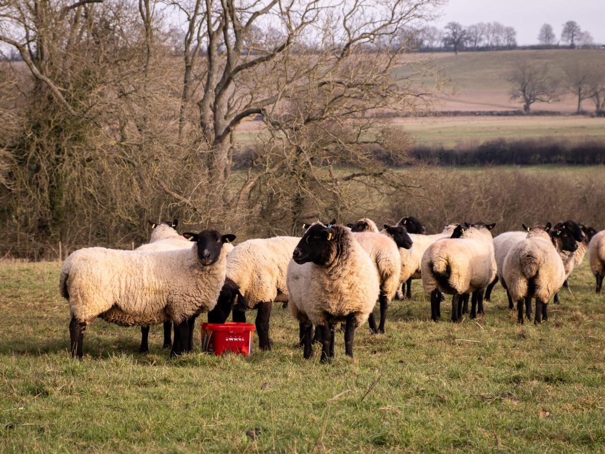 Pre-tupping preparation and ewe management