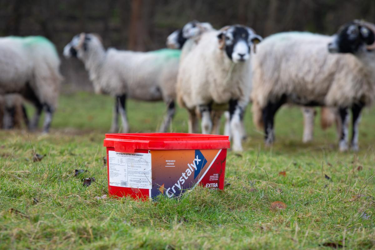 More profitable lambing season with controlled supplementation