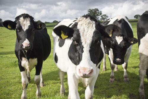 The Future of Dairy Farming