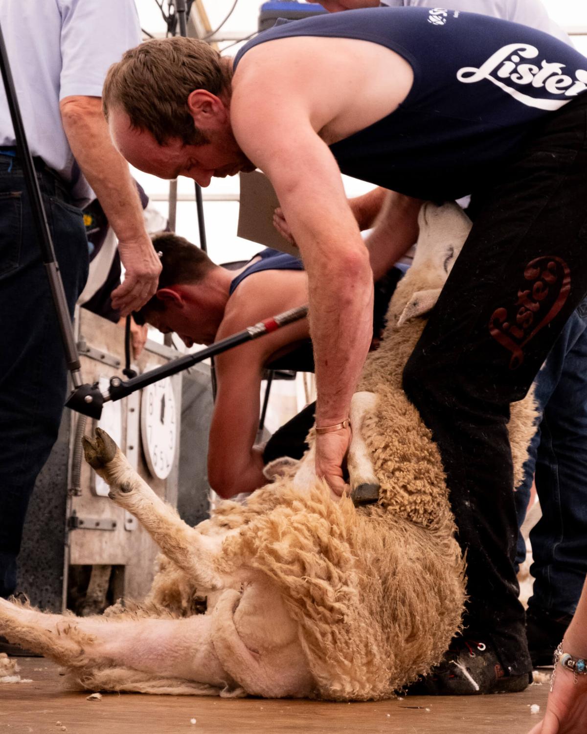 Getting ready for sheep shearing: What to check on farm