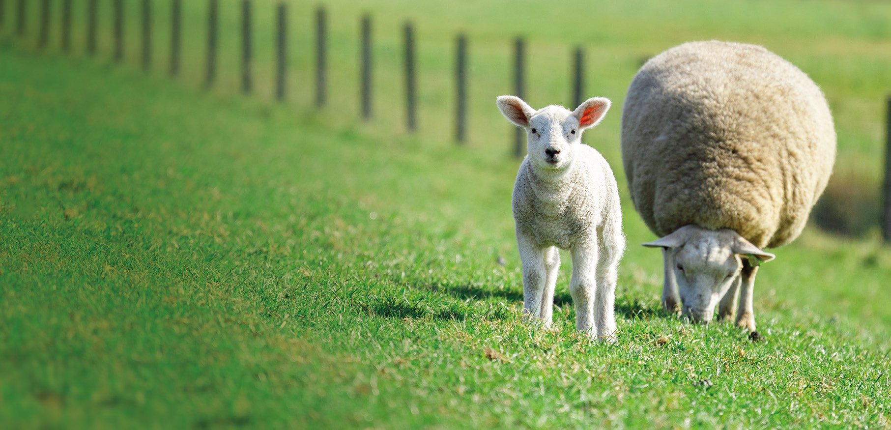 lambing image