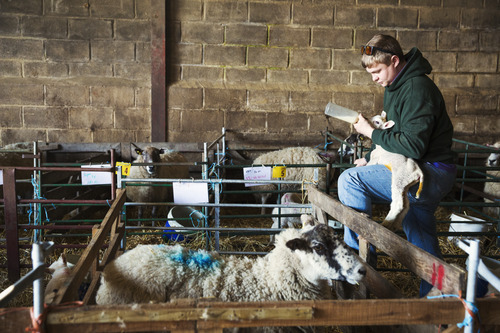 Farmer feeding new born lambs