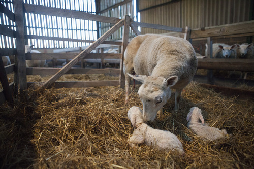 new born lambs