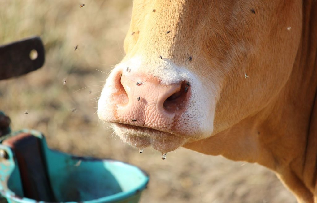 A close up of flies on a cow's face.