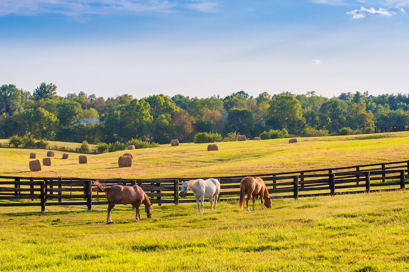 Horses grazing in a field, in front of agricultural fencing. 