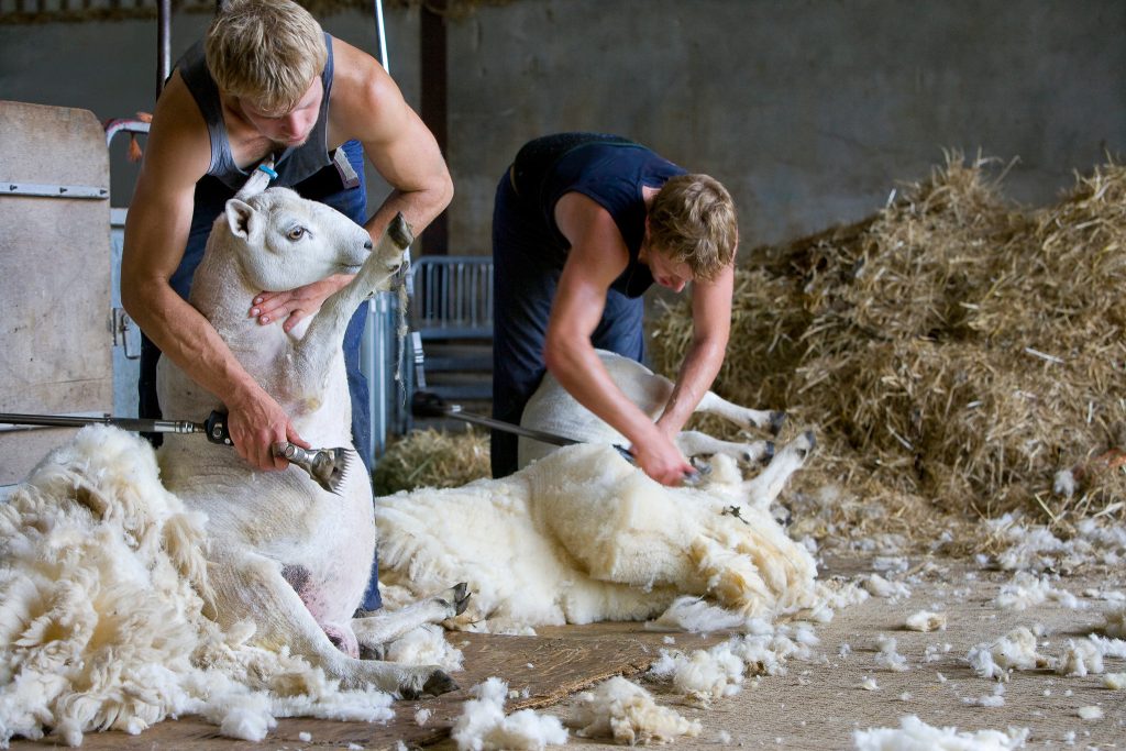 young farmers shear sheep