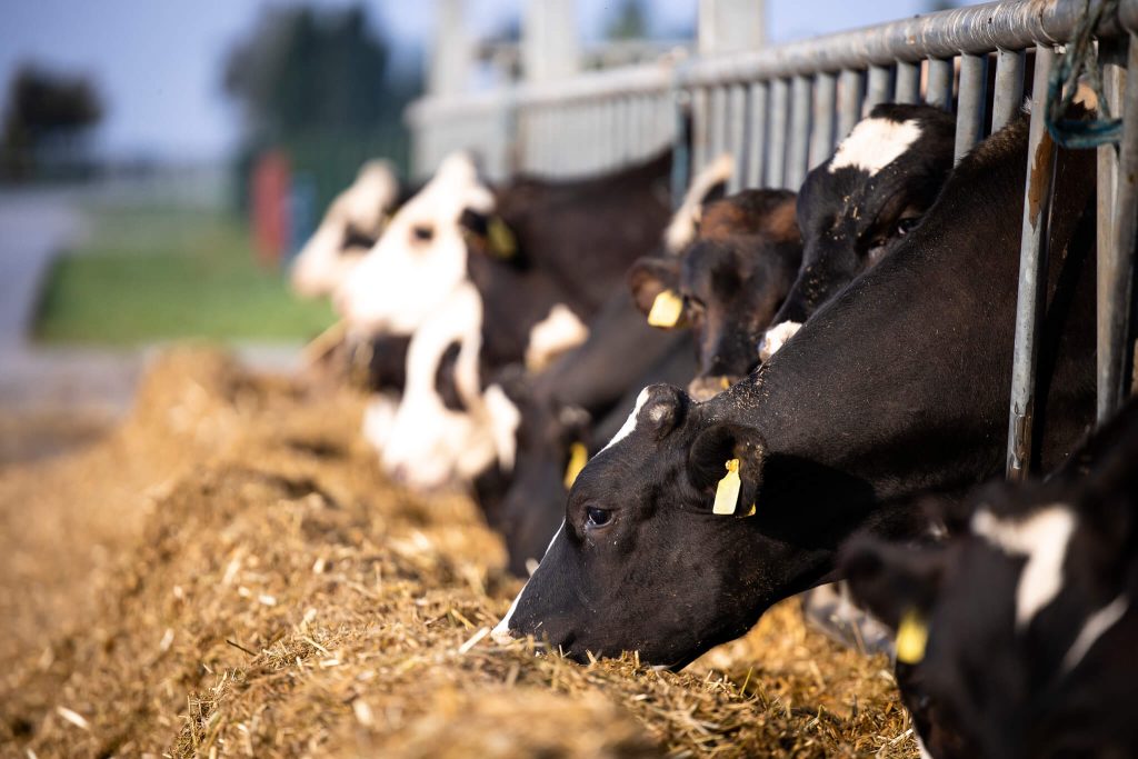 Cows eating silage on farm