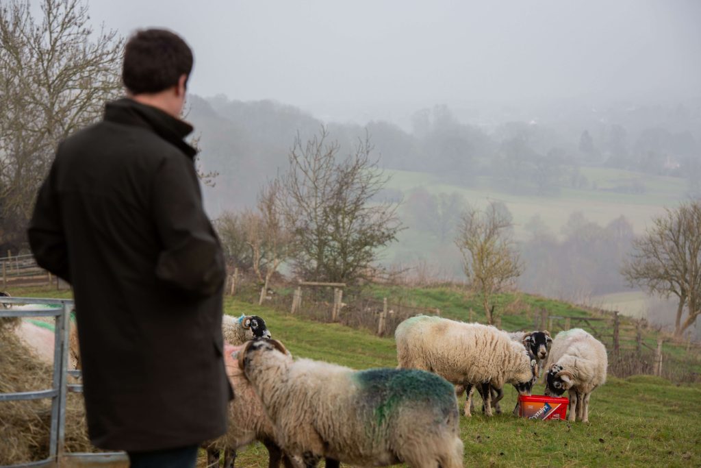Sheep farmer with flock and Crystalyx feed block