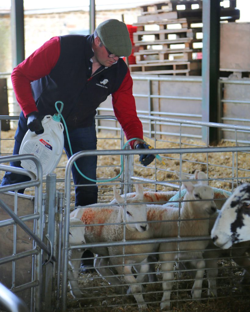 Farmer applying CLiK to sheep for blowfly stike