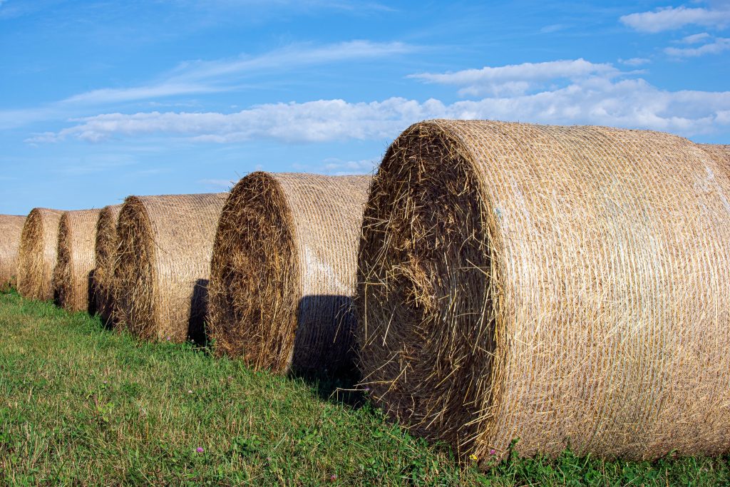 Round hay bales wrapped in poly-netting in a hay field