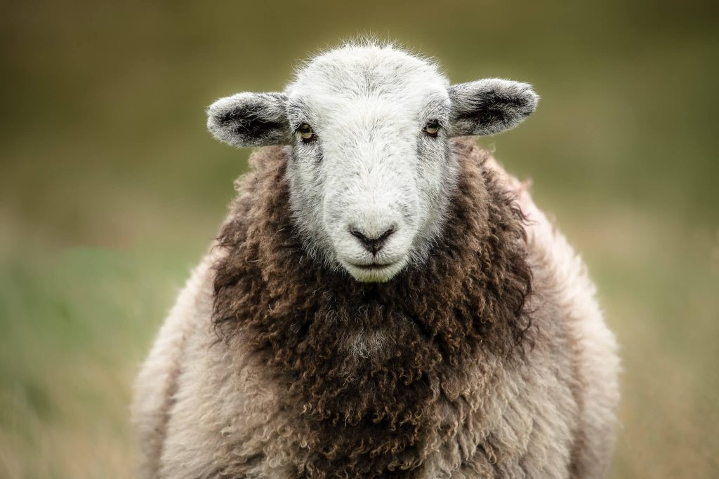 Herdwick sheep