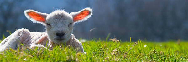 diagnosing early lamb losses